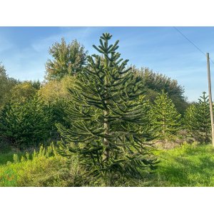 Araukária andská (Araucaria araucana) ´IMBRICATA´ - výška 350-400 cm, kont. C700L (-18°C) 